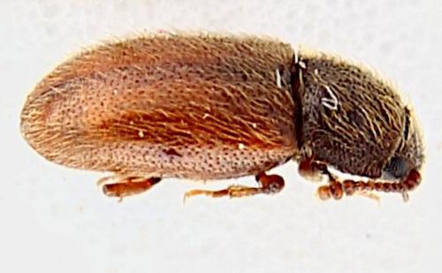 Cryptophagus sp.